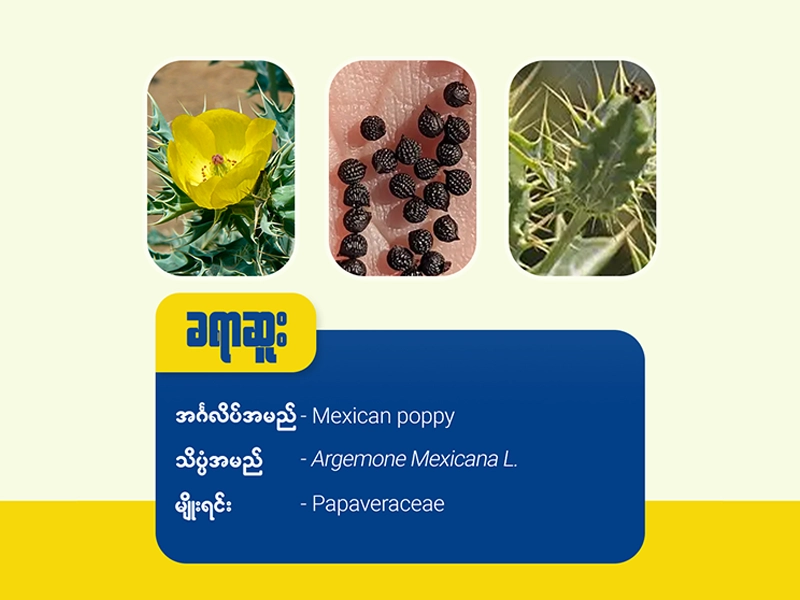 ခရာဆူး ( Mexican poppy)