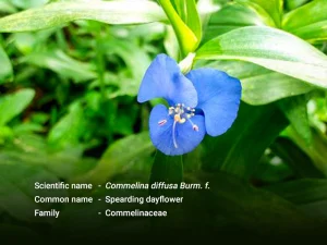 မျှစ်ချို ( Spreading dayflower)