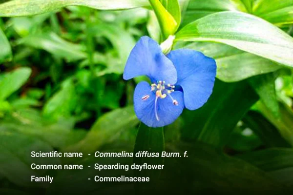 မျှစ်ချို ( Spreading dayflower)