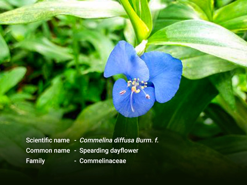 မျှစ်ချို ( Spreading dayflower)