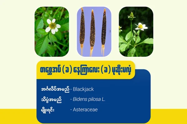 တစ္ဆေအပ် (ခ) နေကြာကလေး (ခ) မုဆိုးမလှံ(Blackjack)