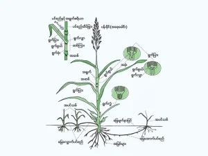 မြက်အုပ်စုဝင် ‌ပေါင်းပင်များ ( Grasses) အပိုင်း (၁)