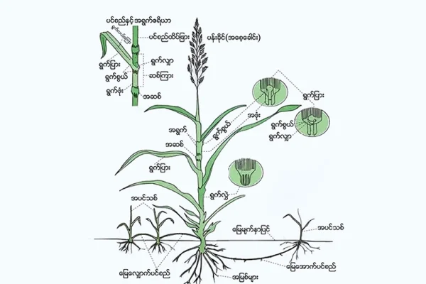 မြက်အုပ်စုဝင် ပေါင်းပင်များ ( Grasses) အပိုင်း (၁)