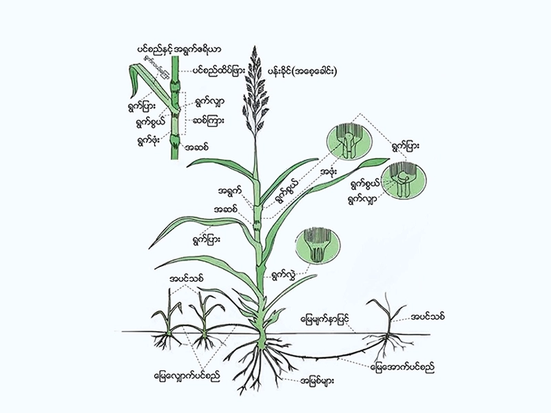 မြက်အုပ်စုဝင် ‌ပေါင်းပင်များ ( Grasses) အပိုင်း (၁)