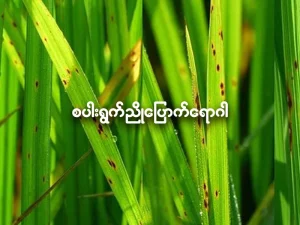 စပါးရွက်ညိုပြောက်ရောဂါ (Brown leaf-spot diseases)