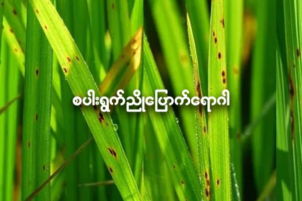 စပါးရွက်ညိုပြောက်ရောဂါ (Brown leaf-spot diseases)