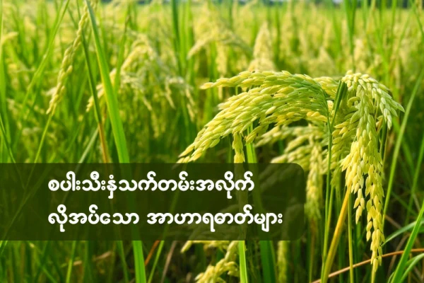 စပါးသီးနှံသက်တမ်းအလိုက် လိုအပ်သော အာဟာရဓာတ်များ