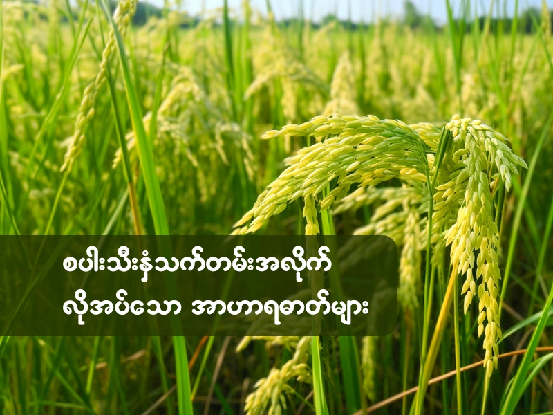 စပါးသီးနှံသက်တမ်းအလိုက် လိုအပ်သော အာဟာရဓာတ်များ