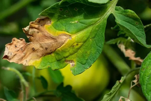မြေဩဇာလောင်ခြင်း(fertilizer-burn) ဖြစ်ပွားပါက လုပ်ဆောင်ရမည့် ကာကွယ်ကုသနည်း (၅)ချက်