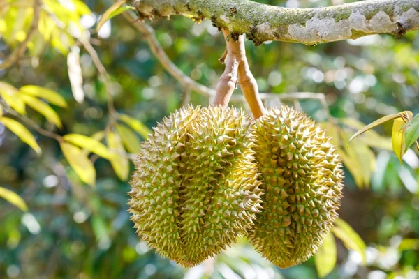 အသီးတို့ရဲ့ဘုရင် ဒူးရင်း (King of fruits- Durian) စိုက်ပျိုးရာတွင် သိထားရမည့်အချက်များ